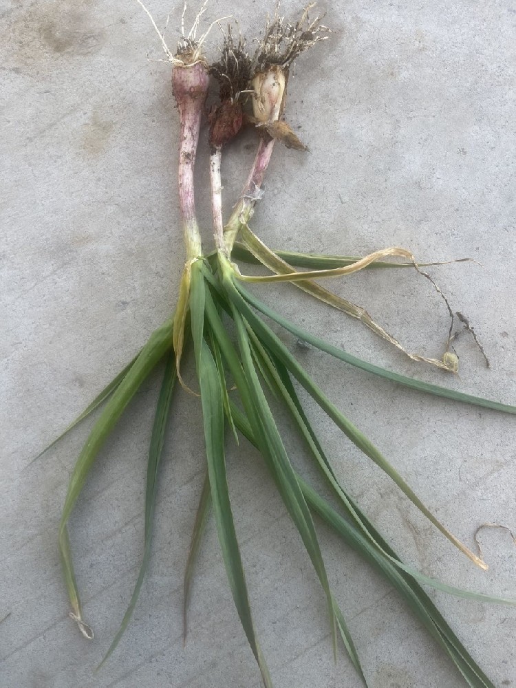 《大蒜旺长的管理方案》