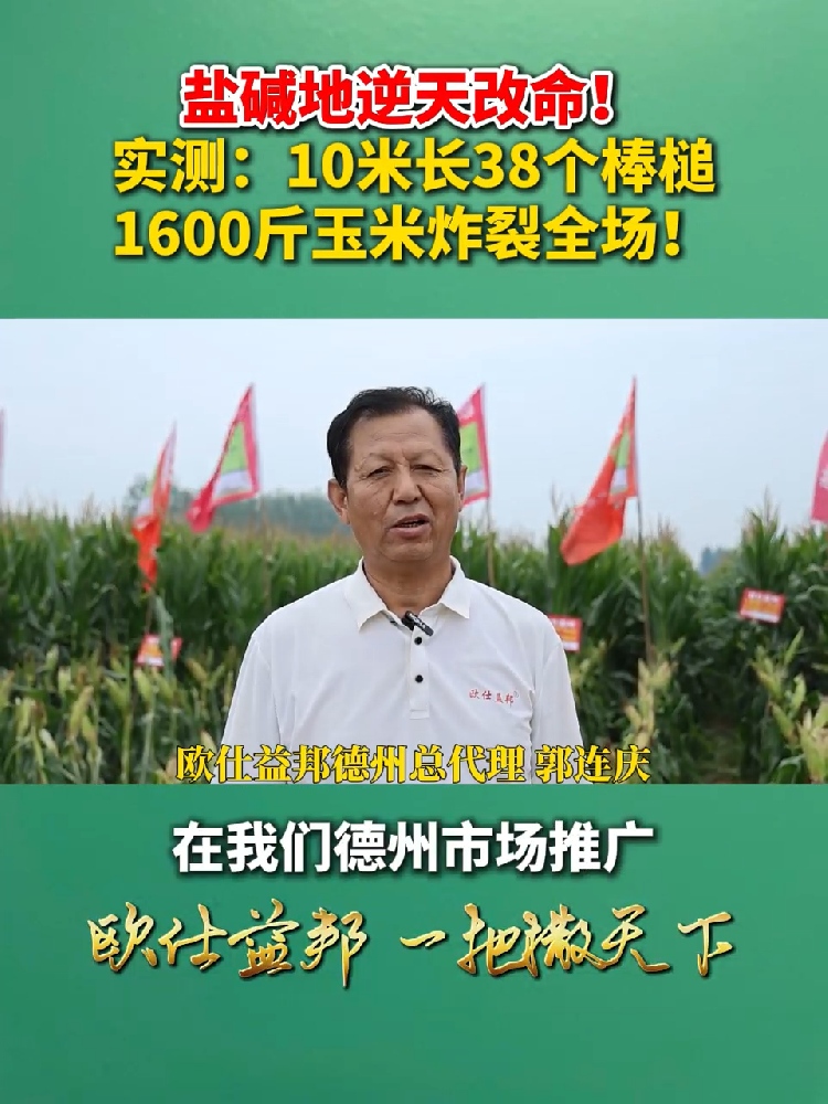 盐碱地逆天改命!实测:10米长38个棒槌1600斤玉米炸裂全场!