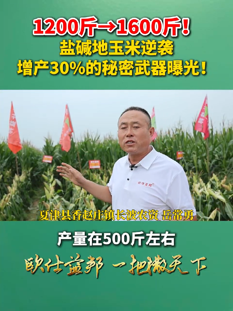 1200斤->1600斤!盐碱地玉米逆袭增产30%的秘密武器曝光!