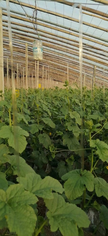 《讲故事育文化》系列之四十二：《上市早，品质好，用欧仕益邦种出了礼品甜瓜》